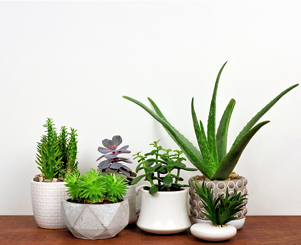 Succulents